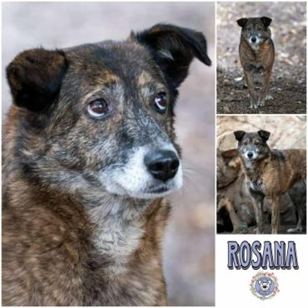 ROSANA -kleiner Freigeist-