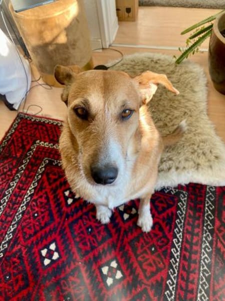 CHICLETE WARTET AUF IHR EIGENES ZUHAUSE