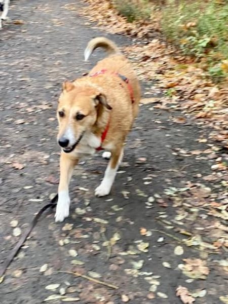 CHICLETE WARTET AUF IHR EIGENES ZUHAUSE