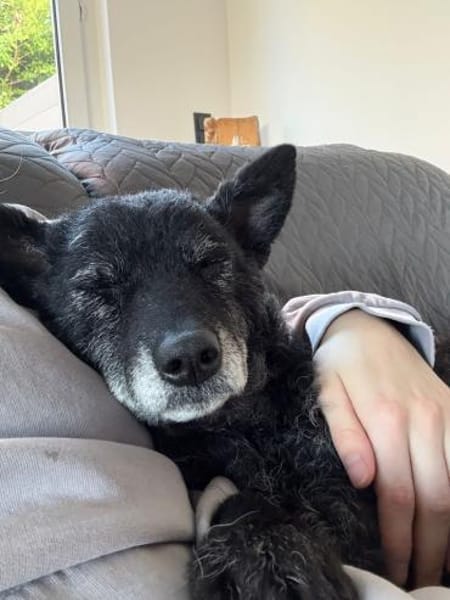 💕Sunny💕 sucht ihre Menschen💕