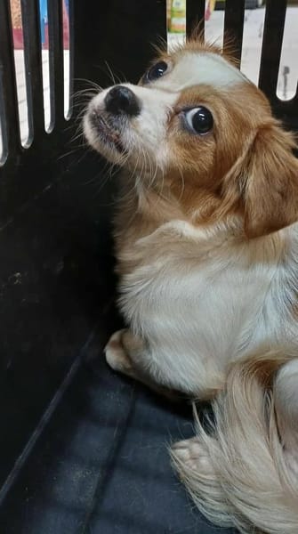 ANA - (liebevoll, spielfreudig)