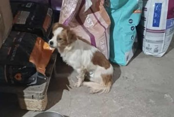 ANA - (liebevoll, spielfreudig)