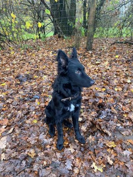 Liebevoller Enzo in 20099 Hamburg