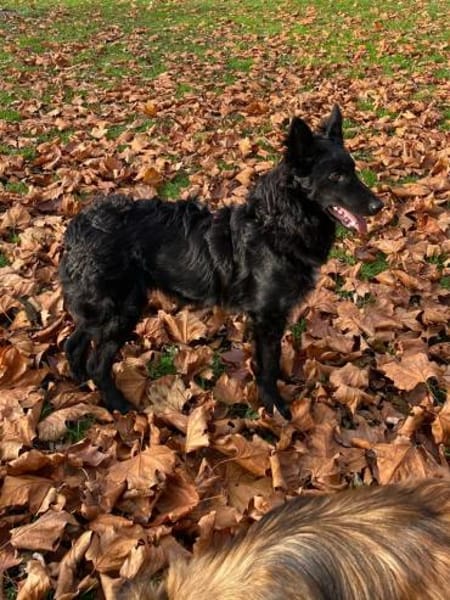 Liebevoller Enzo in 20099 Hamburg