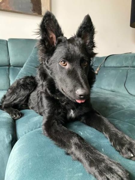 Liebevoller Enzo in 20099 Hamburg