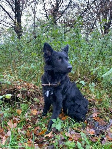 Liebevoller Enzo in 20099 Hamburg