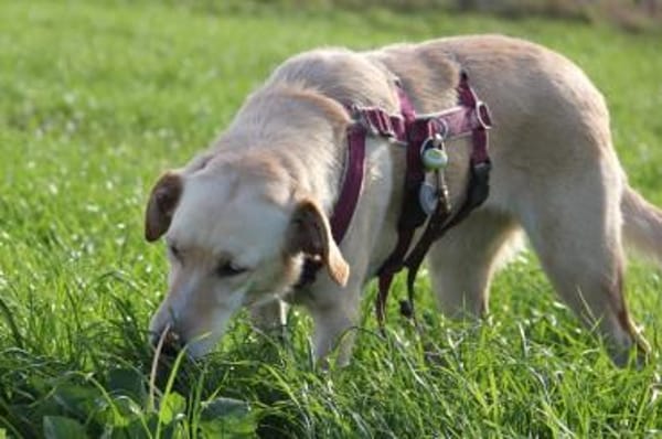 OliviaCarina - wartet in 53343 Wachtberg