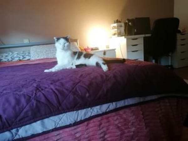 Vermittlungshilfe für Honey