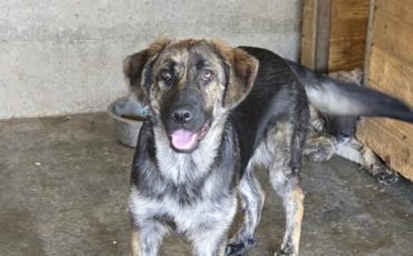 Kessy hat so viel Liebe zu geben