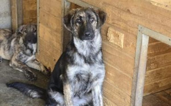 Kessy hat so viel Liebe zu geben