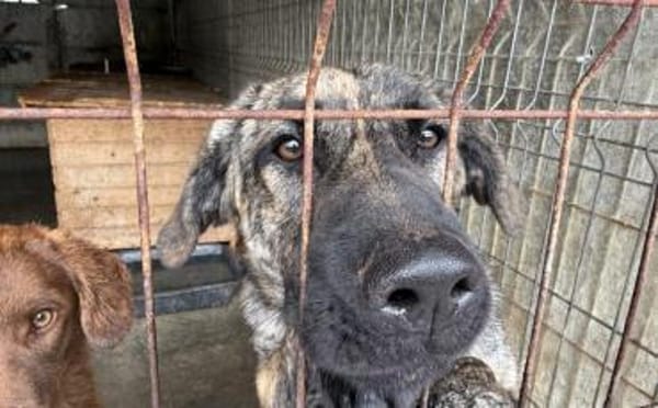 Kessy hat so viel Liebe zu geben