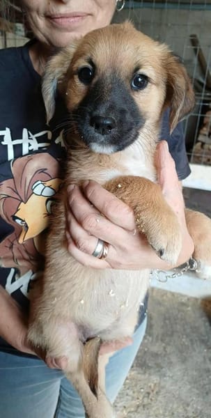 CHILLI - auf Pflegestelle in 52372