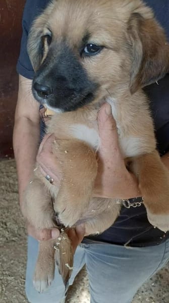 CHILLI - auf Pflegestelle in 52372