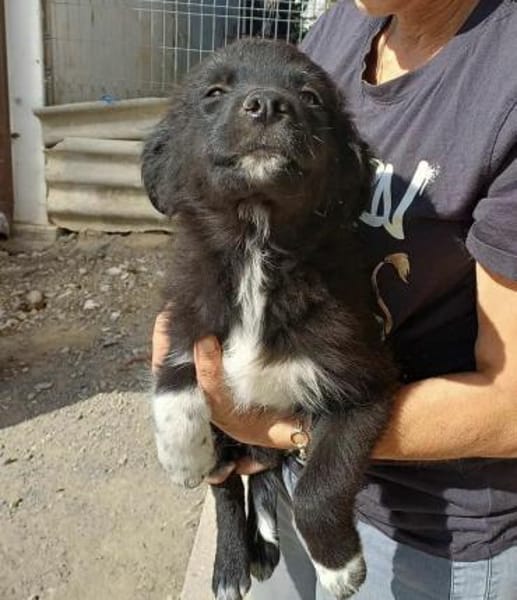 Milo (Jung, verspielt)