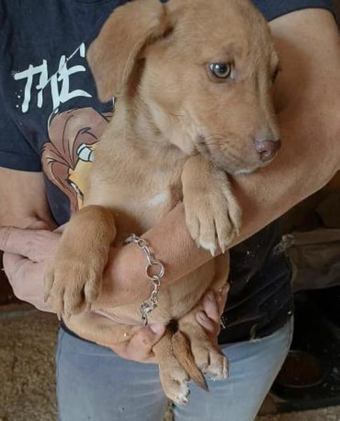 CHERRY - (Welpe, liebevoll)