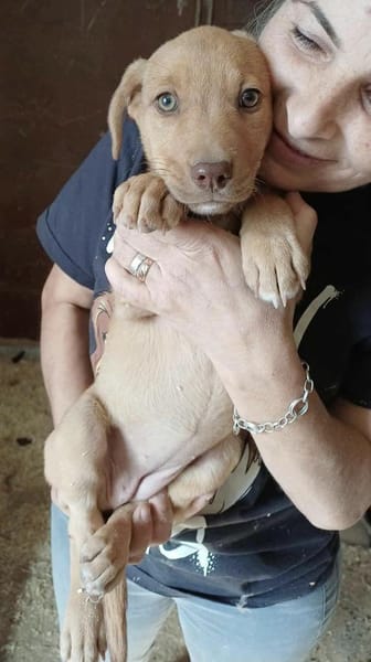 CHERRY - (Welpe, liebevoll)