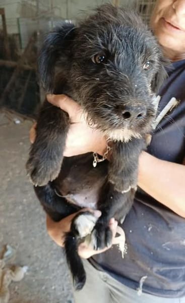 BUDDY - (verspielt, neugierig, jung)