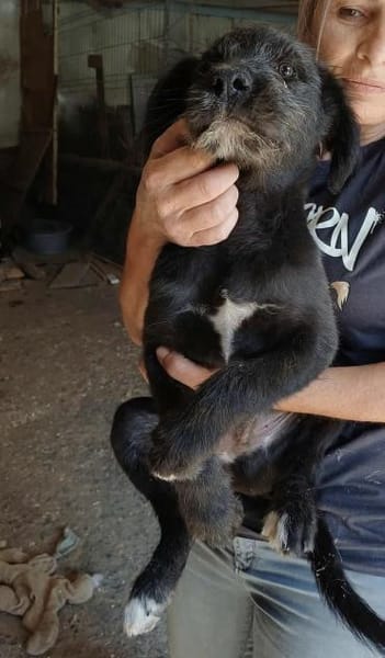 BUDDY - (verspielt, neugierig, jung)