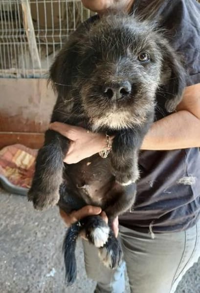 BUDDY - (verspielt, neugierig, jung)