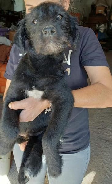 RUDY - (verspielt, liebevoll, jung)