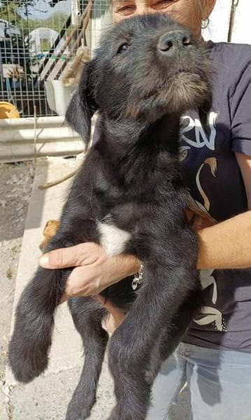 RUDY - (verspielt, liebevoll, jung)