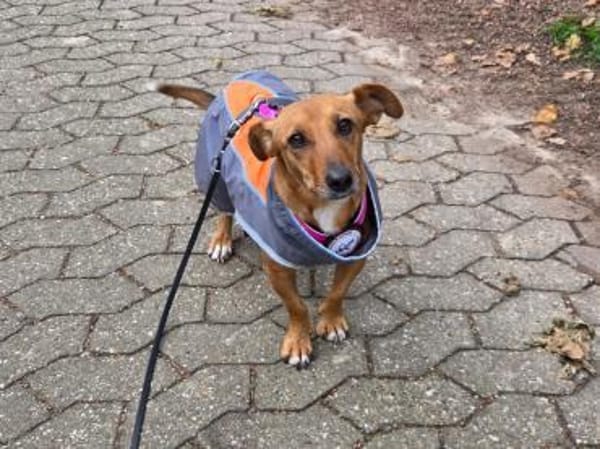 🐾 Gianna sucht ihr Für-immer-Zuhause💕