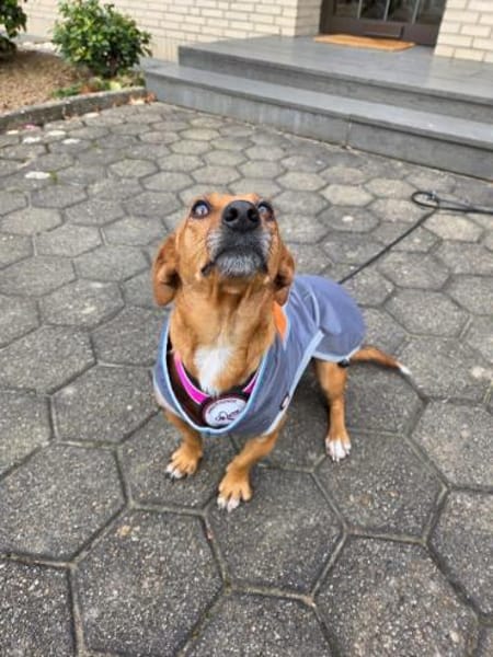 🐾 Gianna sucht ihr Für-immer-Zuhause💕