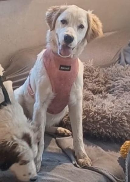 SMILLA 🧡🧡🧡MÖCHTE IHR HERZ EROBERN