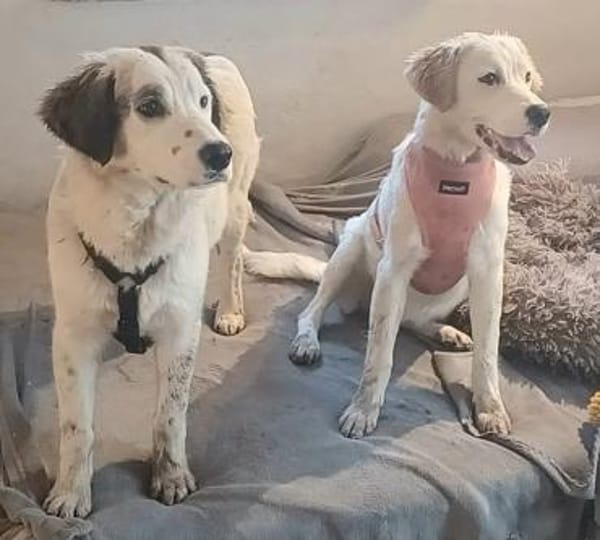 SMILLA 🧡🧡🧡MÖCHTE IHR HERZ EROBERN