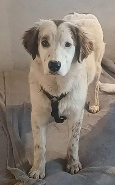 Mika 💜💜💜 Für-immer-Zuhause gesucht