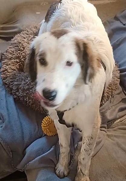 Mika 💜💜💜 Für-immer-Zuhause gesucht