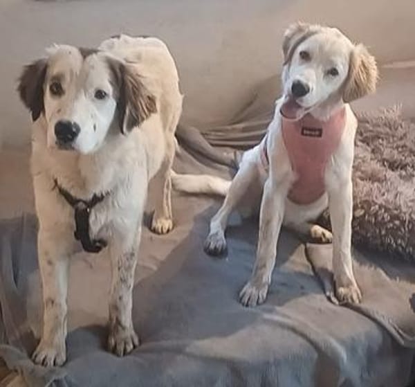 Mika 💜💜💜 Für-immer-Zuhause gesucht