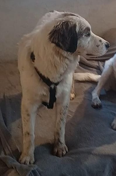 Mika 💜💜💜 Für-immer-Zuhause gesucht