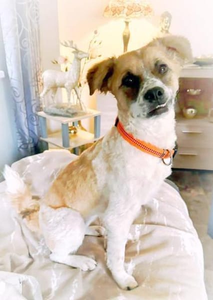 Vicky sucht ihr Für-Immer-Zuhause! 💖🐾