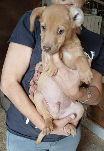 NACHO - (Welpe, liebevoll)