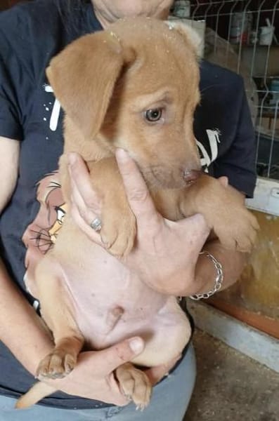 NACHO - (Welpe, liebevoll)