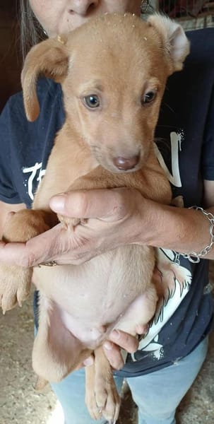 NACHO - (Welpe, liebevoll)