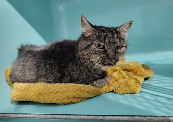 ARLETTE (réservée)