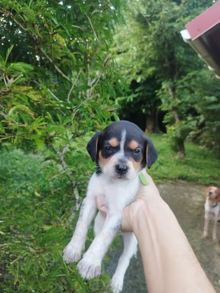 Asko, l'adorable bout de chou