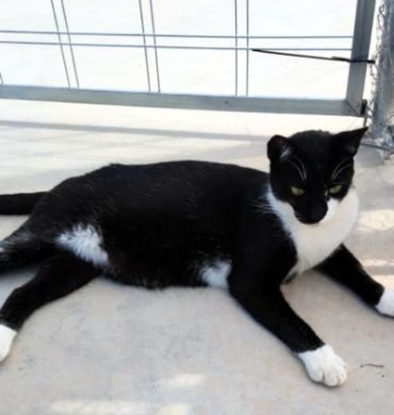 Lebhafter, sozialer Kater Theo