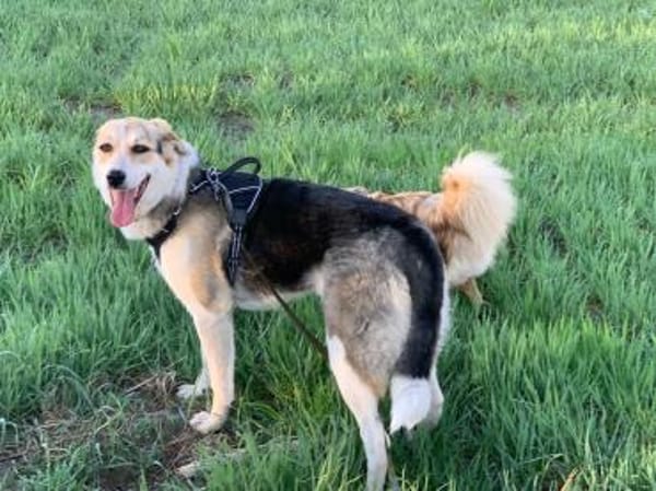 Mala sucht ruhige Familie