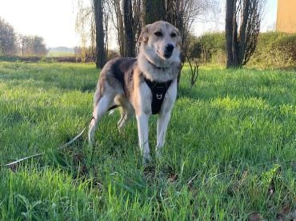 Mala sucht ruhige Familie