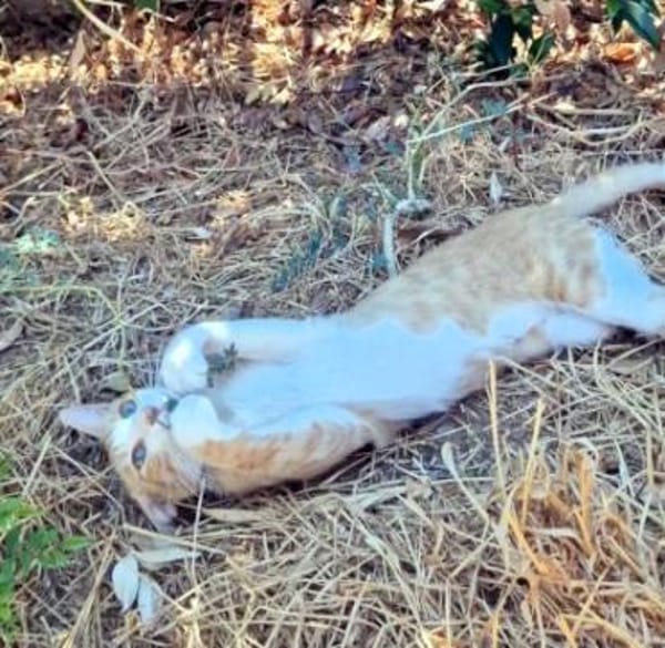 Offener, junger Kater Luis