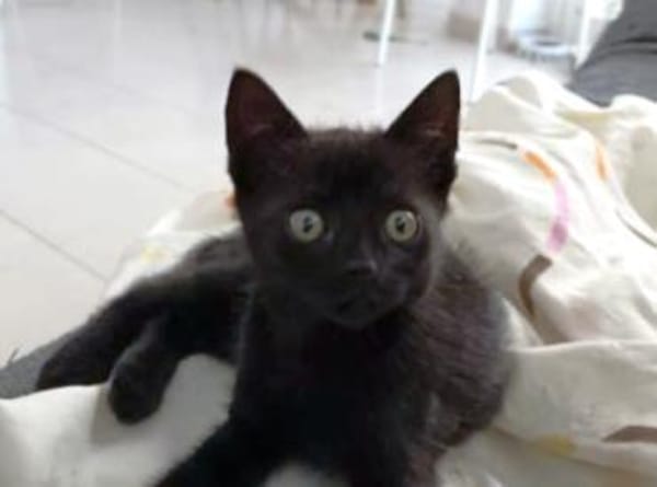 Sanftes Katzenmädchen Lis