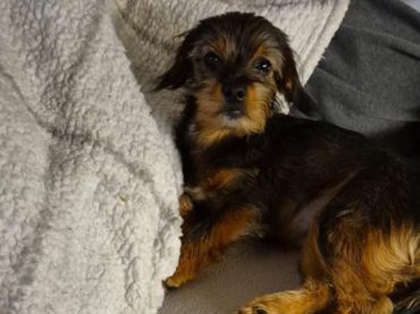 Kleinbleibende Krizia sucht ein Zuhause