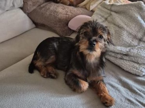 Kleinbleibende Krizia sucht ein Zuhause