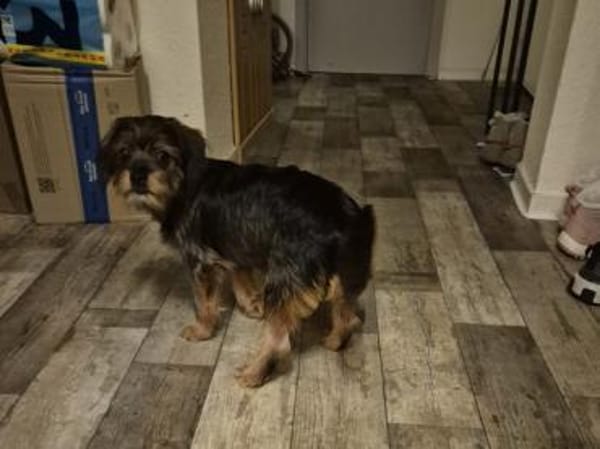 Kleinbleibende Krizia sucht ein Zuhause