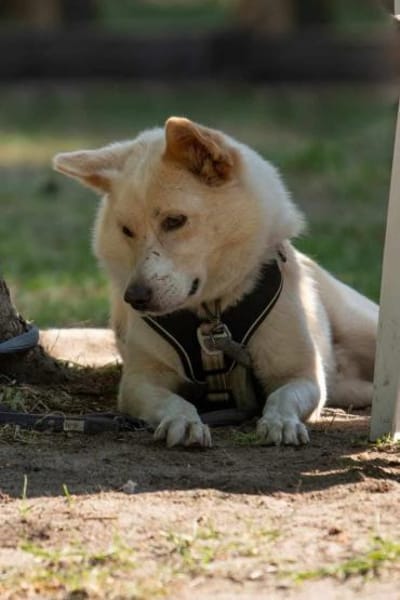 Zuhause für besonderen 🐕 CREAM 🆘🆘🆘