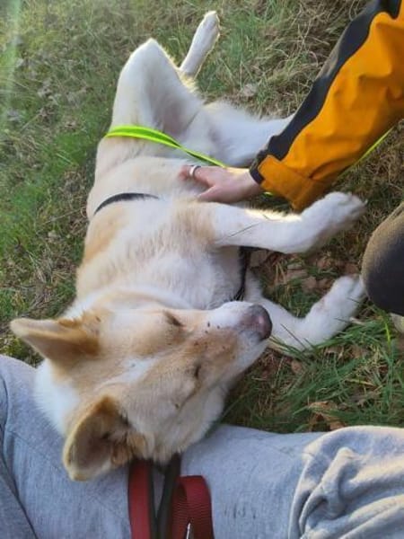 Zuhause für besonderen 🐕 CREAM 🆘🆘🆘