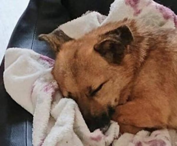 FIETE, kleiner Herzensbrecher